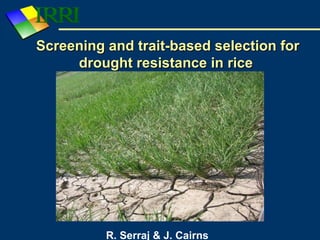 Screening and trait-based selection forScreening and trait-based selection for
drought resistance in ricedrought resistance in rice
R. Serraj & J. Cairns
 