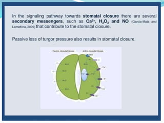 Drought stress and tolerance mechanisms in crops | PPTX