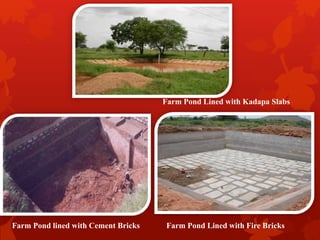 Farm Pond Lined with Kadapa Slabs
Farm Pond lined with Cement Bricks Farm Pond Lined with Fire Bricks
 