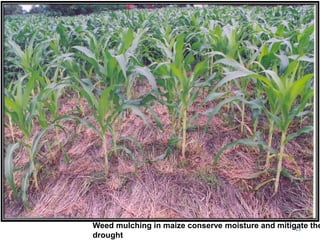 13Weed mulching in maize conserve moisture and mitigate the
drought
 