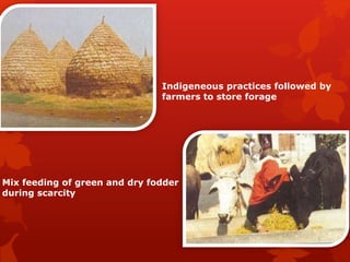 Indigeneous practices followed by
farmers to store forage
Mix feeding of green and dry fodder
during scarcity
 