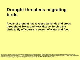 Drought threatens migrating birds A year of drought has ravaged wetlands and crops throughout Texas and New Mexico, forcing the birds to fly off course in search of water and food. http://news.yahoo.com/photos/drought-threatens-migrating-birds-1321892609-slideshow/undated-image-provided-bosque-del-apache-national-wildlife-photo-141043502.html#crsl=%252Fphotos%252Fdrought-threatens-migrating-birds-1321892609-slideshow%252Fsnow-geese-fly-over-gordonville-pa-thursday-feb-photo-20110224-140533-799.html 