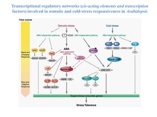 Transcriptional regulatory networks (cis-acting elements and transcription
factors) involved in osmotic and cold-stress responsiveness in Arabidopsis
 