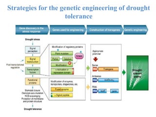 Strategies for the genetic engineering of drought
tolerance
 