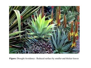 Figure: Drought Avoidance : Reduced surface by smaller and thicker leaves
 