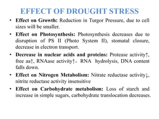 EFFECT OF DROUGHT STRESS
• Effect on Growth: Reduction in Turgor Pressure, due to cell
sizes will be smaller.
• Effect on Photosynthesis: Photosynthesis decreases due to
disruption of PS II (Photo System II), stomatal closure,
decrease in electron transport.
• Decrease in nuclear acids and proteins: Protease activity↑,
free aa↑, RNAase activity↑，RNA hydrolysis, DNA content
falls down.
• Effect on Nitrogen Metabolism: Nitrate reductase activity↓,
nitrite reductase activity insensitive
• Effect on Carbohydrate metabolism: Loss of starch and
increase in simple sugars, carbohydrate translocation decreases.
 