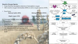 Reactive Oxygen Species
• Come from the incomplete reduction of atmospheric oxygen
• AKA reactive oxygen intermediate (ROI) or active oxygen species (AOS).
• Four forms,
Hydroxyl radicle (HO•) Hydrogen peroxide (H2O2)
Singlet oxygen (1O2) Superoxide anion radical (O2−)
• Prolonged drought stress increases the pro- duction of ROS in the cell
components
• Increased production of ROS is harmful to nucleic acid, lipids and proteins
within the cell.
• Two important sources of reactive oxygen species
i.e., Metabolic ROS and signaling ROS.
• If the oxidation of these components is not controlled, it may lead to cell
death
 