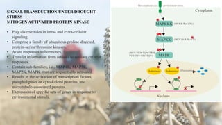 SIGNAL TRANSDUCTION UNDER DROUGHT
STRESS
MITOGEN ACTIVATED PROTEIN KINASE
• Play diverse roles in intra- and extra-cellular
signaling.
• Comprise a family of ubiquitous proline-directed,
protein-serine/threonine kinases.
• Acute responses to hormones.
• Transfer information from sensors to activate cellular
responses.
• Contain sub-families, i.e., MAP4K, MAP3K,
MAP2K, MAPK. that are sequentially activated.
• Results in the activation of transcription factors,
phospholipases or cytoskeletal proteins, and
microtubule-associated proteins.
• Expression of specific sets of genes in response to
environmental stimuli.
 