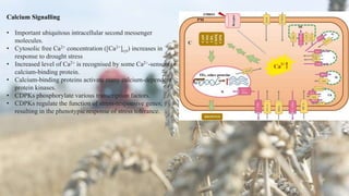 Calcium Signalling
• Important ubiquitous intracellular second messenger
molecules.
• Cytosolic free Ca2+ concentration ([Ca2+]cyt) increases in
response to drought stress
• Increased level of Ca2+ is recognised by some Ca2+-sensors or
calcium-binding protein.
• Calcium-binding proteins activate many calcium-dependent
protein kinases.
• CDPKs phosphorylate various transcription factors.
• CDPKs regulate the function of stress-responsive genes,
resulting in the phenotypic response of stress tolerance.
 