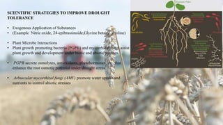 SCIENTIFIC STRATEGIES TO IMPROVE DROUGHT
TOLERANCE
• Exogenous Application of Substances
• (Example Nitric oxide, 24-epibrassinoide,Glycine betaine, Proline)
• Plant Microbe Interactions
• Plant growth promoting bacteria (PGPB) and mycorrhizal fungi assist
plant growth and development under biotic and abiotic stresses.
• PGPB secrete osmolytes, antioxidants, phytohormones, etc. that
enhance the root osmotic potential under drought stress.
• Arbuscular mycorrhizal fungi (AMF) promote water uptake and
nutrients to control abiotic stresses
 