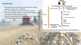 Plant Breeding
• Development of stress-tolerant plants that have stable
production under stress conditions.
• Few of the modern varieties are tolerant to stresses
• Find stress tolerance alleles in conventional landraces and
wild relatives of the important crops
• Provide a solid platform to promote new gene discoveries
and mechanisms of physiological adaptations
 