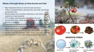Effects of Drought Stress on Plant Growth and Yield
• Most important stresses in arid and semi-arid areas
• Effects seed germination, plant growth, and yield, specifically
transpiration rate.
• Photosynthetic rate, stomatal conductance, leaf relative water
content and water potential.
• 67% of plant yield reduced in the US last 50 years
• Uncontrolled stress which damages almost all stages of plants
directly or indirectly.
• Abnormal physiological processes like loss of turgidity, rate of
• Carbon assimilation, gaseous exchange, oxidative damage, and
affects translocation of nutrients.
• Affects the composition of minerals, antioxidants, and proteins.
• Decline in leaf development, suffer various enzymatic activities,
• And absorption of ions which result in loss of crop yield.
 
