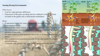 Sensing Drying Environments
Plant leaves
• Leaf-air vapor pressure difference
• Expression of the gene encoding abscisic aldehyde oxidase has been
revealed in the guard cells of dehydrated arabidopsis
Roots
• Evaporation lowers the water potential and increases the salt
concentration of soil.
• Deficits in the water content of the soil environment > increase in the
salt concentration around root surfaces and/or an increase in the osmotic
pressure of root cells
• No water sensor or water potential sensor has so far been identified in
plants.
• Aba is synthesized in parenchyma cells of vascular bundles by drought
and salt stresses.
• Conjugate with glucose, and from here is transported to the leaves.
 