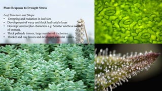Plant Response to Drought Stress
Leaf Structure and Shape
• Dropping and reduction in leaf size
• Development of waxy and thick leaf cuticle layer
• Develop xeromorphic characters e.g. Smaller and less number
of stomata.
• Thick palisade tissues, large number of trichomes.
• Thicker and tiny leaves and developed vascular tissues.
 