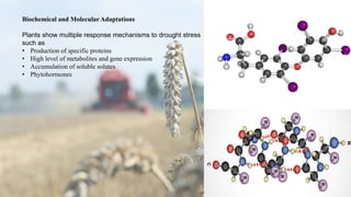 Biochemical and Molecular Adaptations
Plants show multiple response mechanisms to drought stress
such as
• Production of specific proteins
• High level of metabolites and gene expression
• Accumulation of soluble solutes
• Phytohormones
 