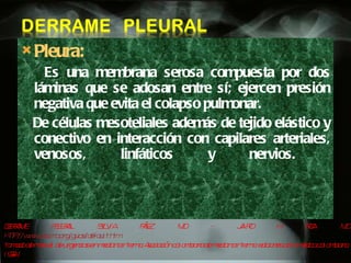 Pleura:  Es una membrana serosa compuesta por dos láminas que se adosan entre sí; ejercen presión negativa que evita el colapso pulmonar.  De células mesoteliales además de tejido elástico y conectivo en interacción con capilares arteriales, venosos, linfáticos y nervios.  DERRAME PLEURAL SYLVIA PÁEZ, MD - JAIRO H. ROA, MD HTTP://www.aibarra.org/guias/default.htm   tomado de manual de urgencias en medicina interna. Asociación colombiana de medicina interna. ediciones acta médica colombiana, 1994  