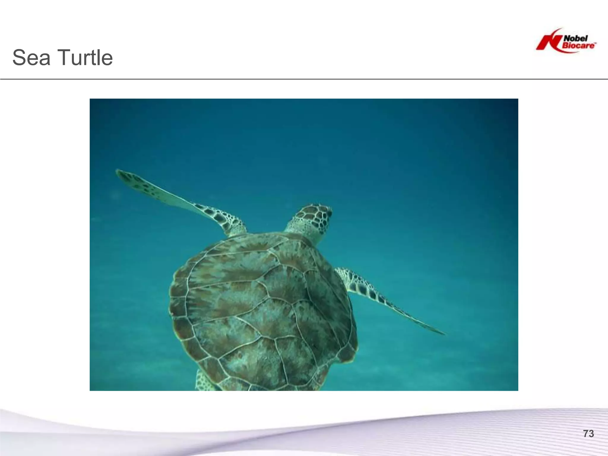 Sea Turtle




             73
 