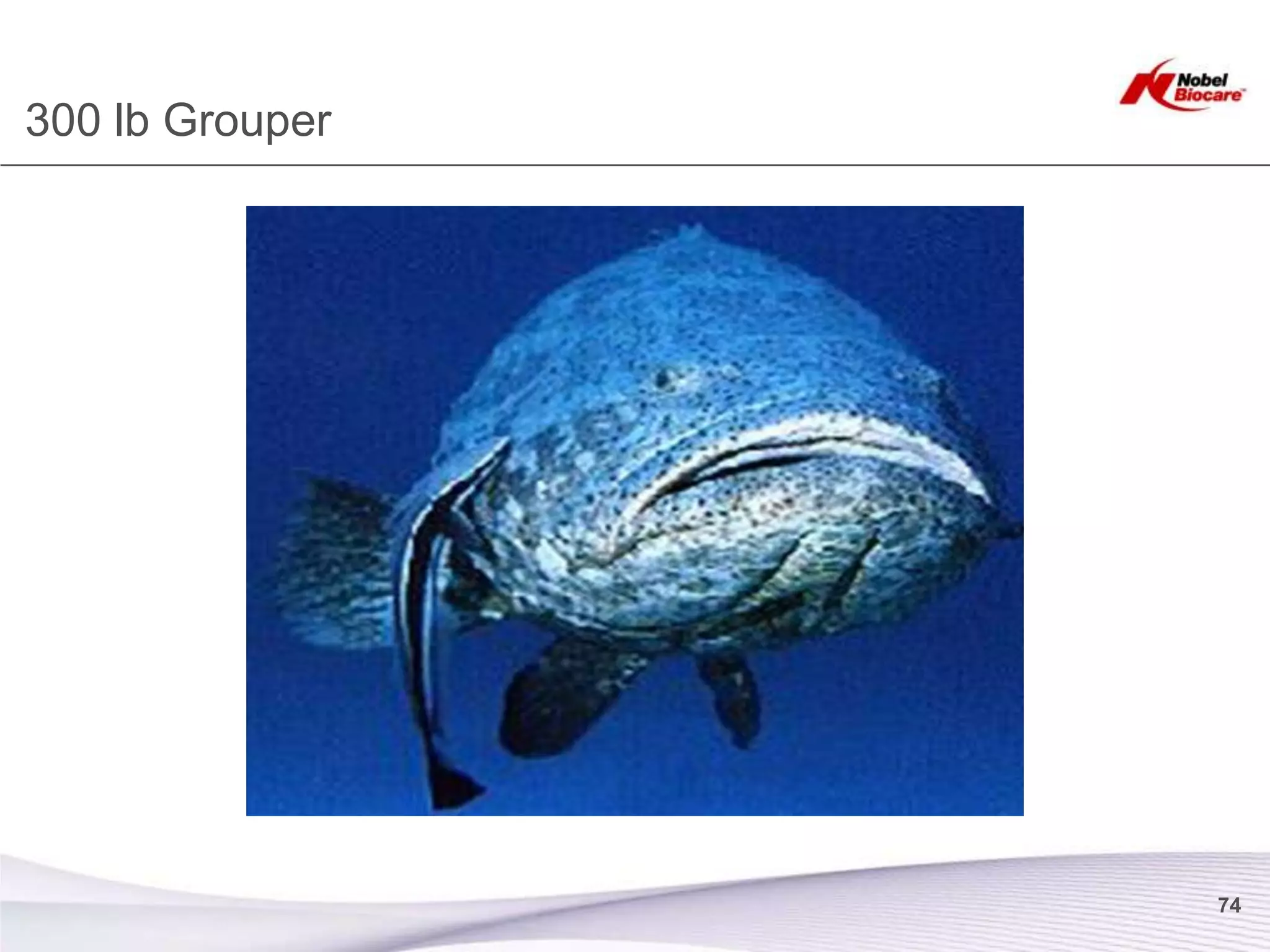 300 lb Grouper




                 74
 