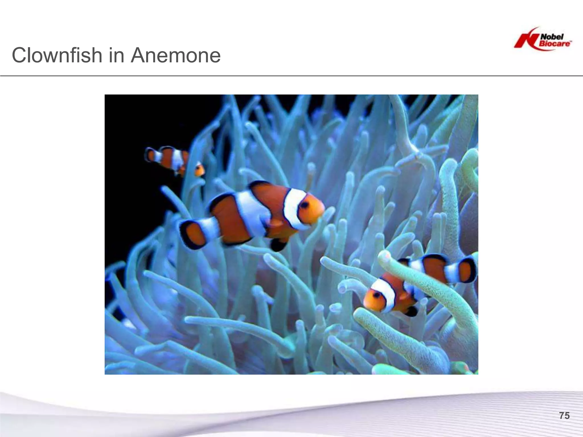 Clownfish in Anemone




                       75
 