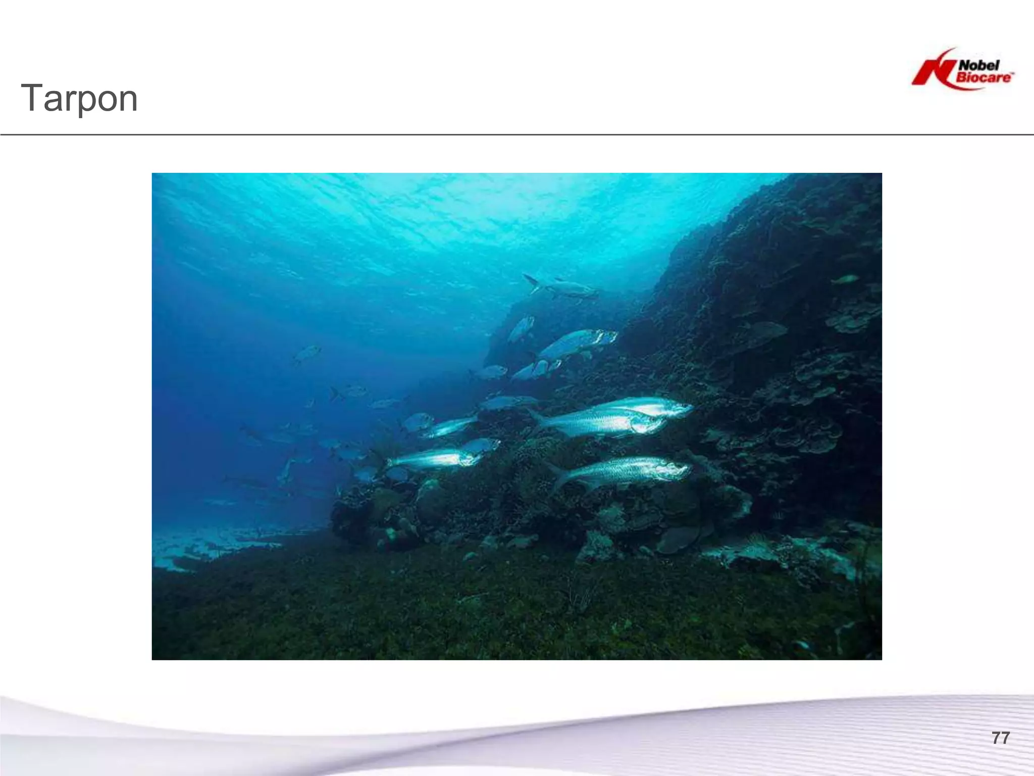 Tarpon




         77
 