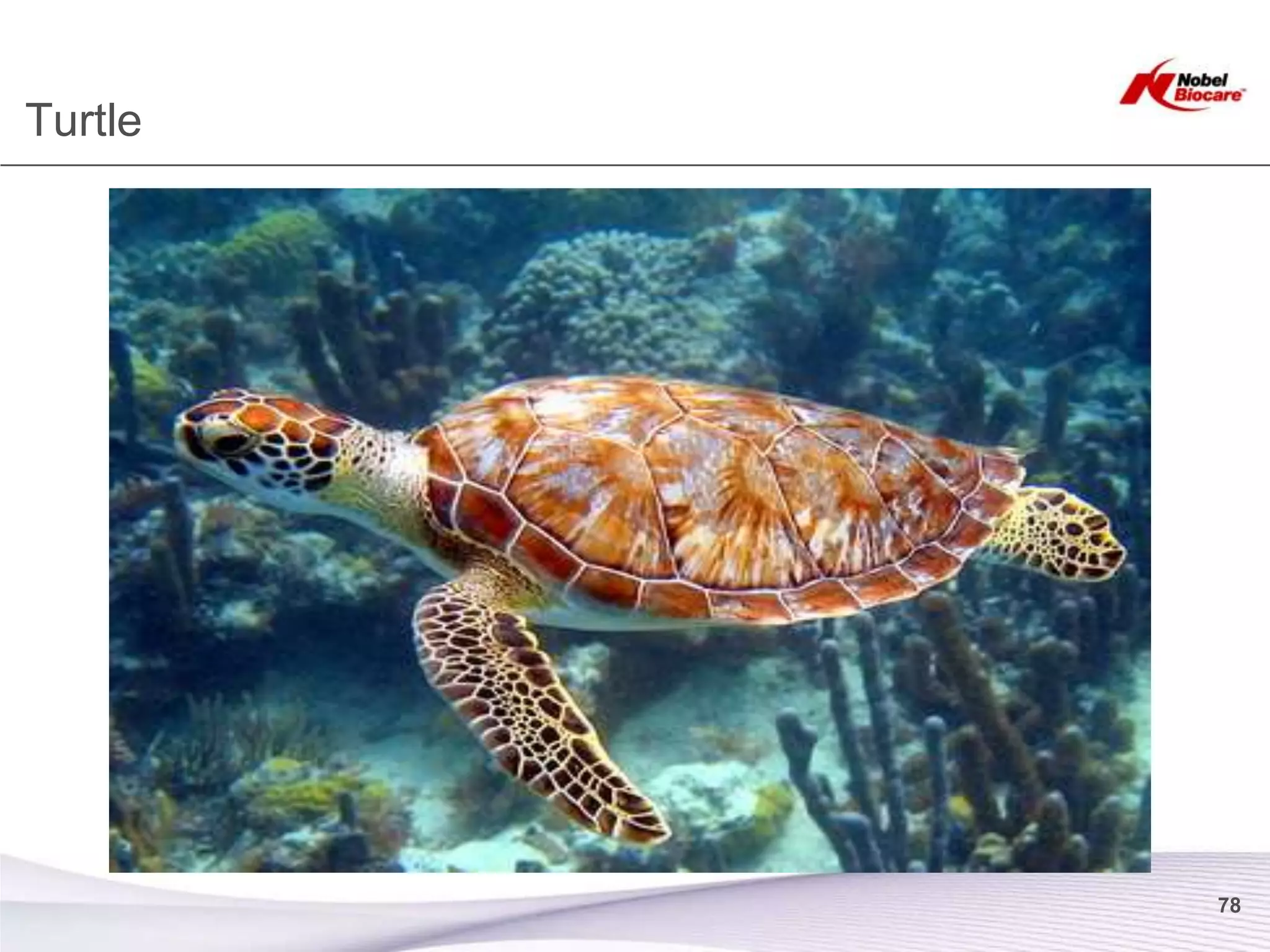 Turtle




         78
 