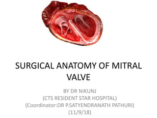 SURGICAL ANATOMY OF MITRAL
VALVE
BY DR NIKUNJ
(CTS RESIDENT STAR HOSPITAL)
(Coordinator:DR P.SATYENDRANATH PATHURI)
(11/9/18)
 
