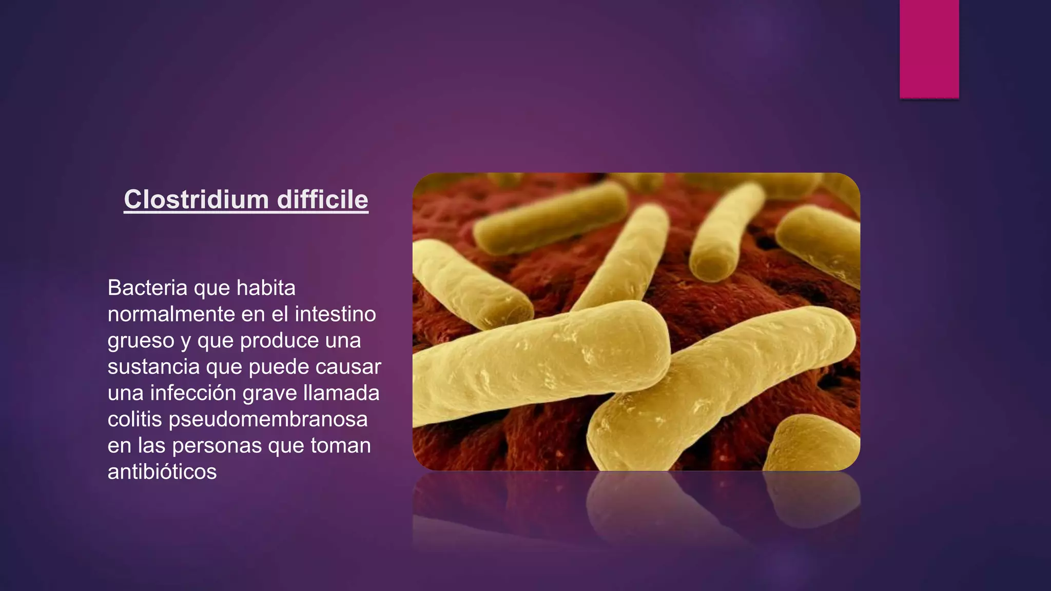 Clostridium difficile
Bacteria que habita
normalmente en el intestino
grueso y que produce una
sustancia que puede causar
una infección grave llamada
colitis pseudomembranosa
en las personas que toman
antibióticos
 