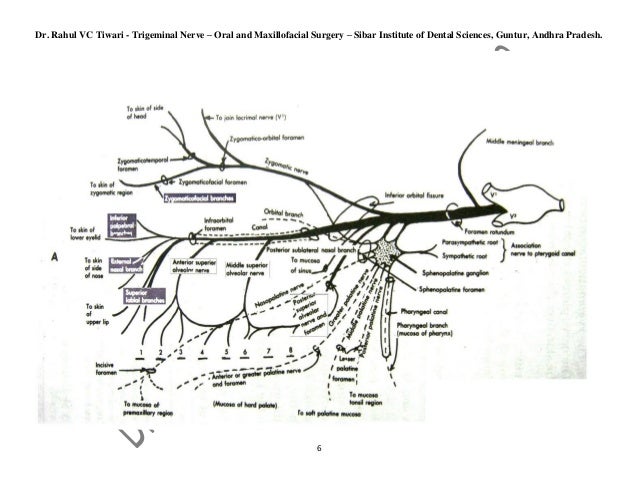 Nerve Extracranial Course