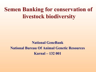 Semen Banking for conservation of
livestock biodiversity

National GeneBank
National Bureau Of Animal Genetic Resources
Karnal – 132 001

 