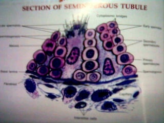 SPERMIOGENESIS 