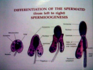 THE NORMAL SPERMATOZOON 