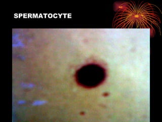 SPERMATOCYTE 