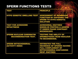 SPERM FUNCTIONS TESTS PRINCIPLE TEST ESTIMATES THE FULL INCIDENCE OF SPERMS HAVING FULL COMPLEMENT OF MITOCHONDRIA CONTAINING RESP. ENZYMES SPERM MITOCHONDRIAL ACTIVITY INDEX TESTING THE ABILITY OF SPERMATOZOA HEAD NUCLEUS TO DECONDENSE. SPERM NUCLEAR CHROMATIN DECONDENSATION TEST. ACROSOMAL ENZYMES DISSOLVE PROTEIN & ASSESS IT UNDER PHASE CONTRAST MICROSCOPE TEST FOR ACROSOME INTACTNESS ASSESSMENT OF MEMBRANE FUNCTION BY EXPOSING THE SPERM TO HYPO OSMOTIC SOLUTION HYPO OSMOTIC SWELLING TEST 