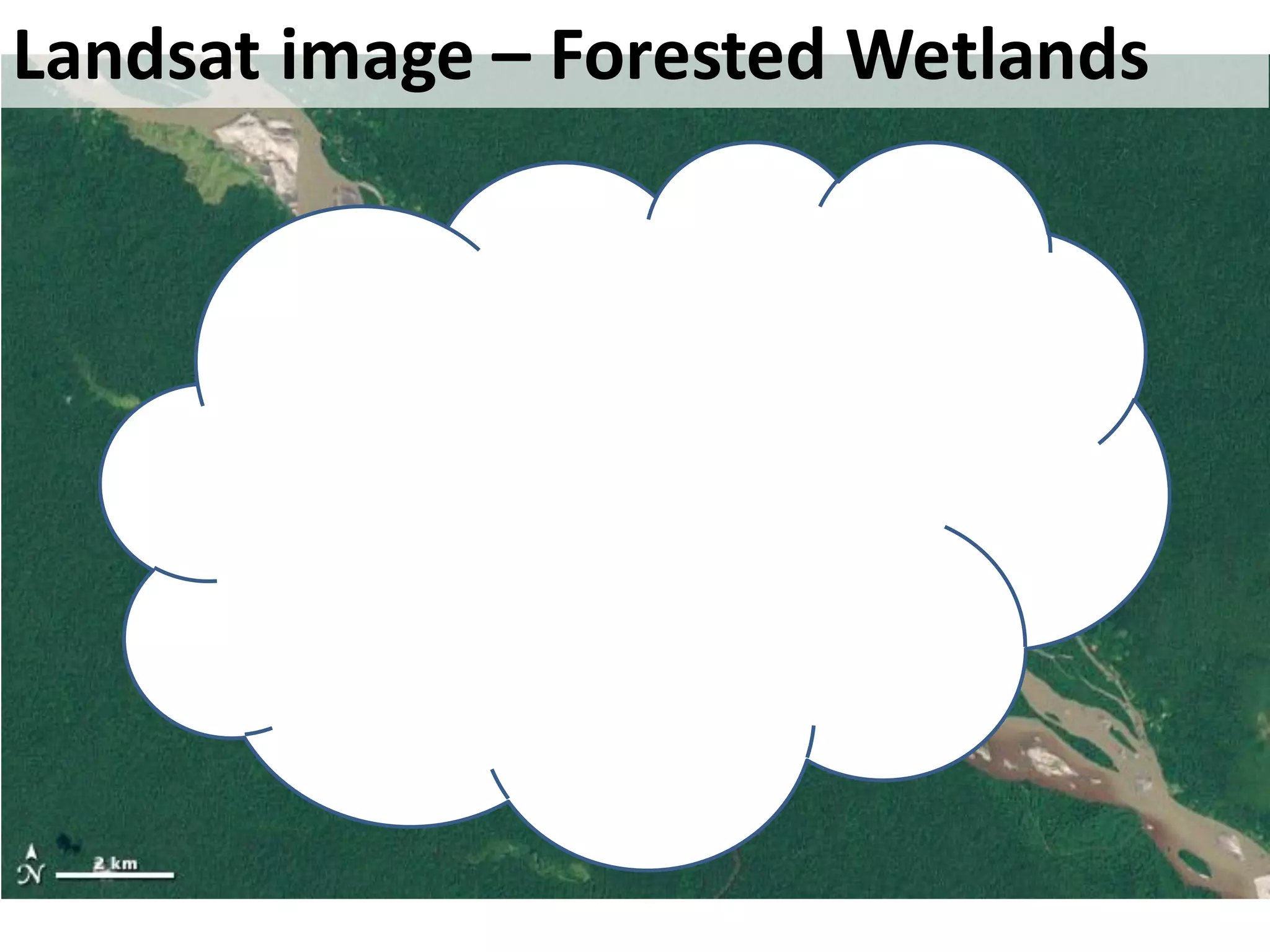 Landsat image – Forested Wetlands
