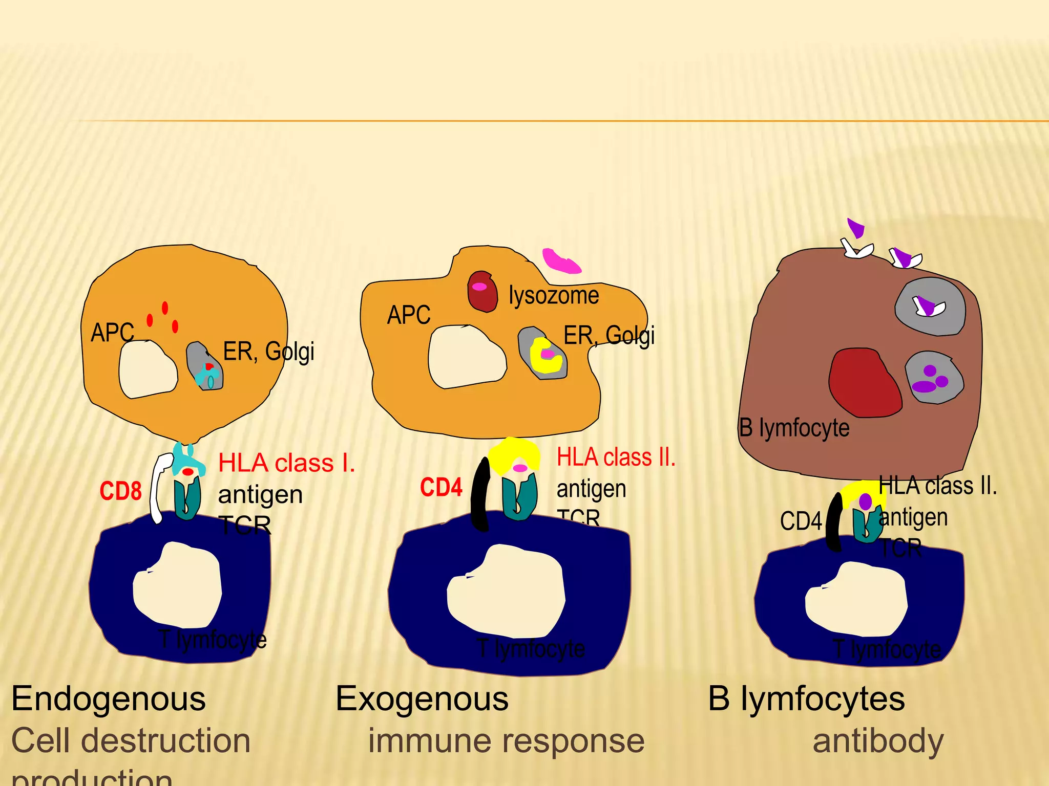 B lymfocyte 
CD4 
T lymfocyte 
HLA class I. 
antigen 
TCR 
CD8 
T lymfocyte 
APC 
ER, Golgi 
HLA class II. 
antigen 
TCR 
CD4 
T lymfocyte 
APC 
lysozome 
ER, Golgi 
HLA class II. 
antigen 
TCR 
Endogenous Exogenous B lymfocytes 
Cell destruction immune response antibody 
production 
 
