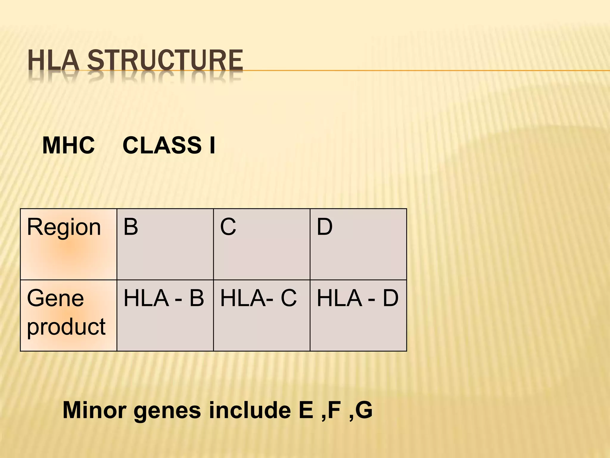 HLA STRUCTURE 
MHC CLASS I 
Region B C D 
Gene 
product 
HLA - B HLA- C HLA - D 
Minor genes include E ,F ,G 
 