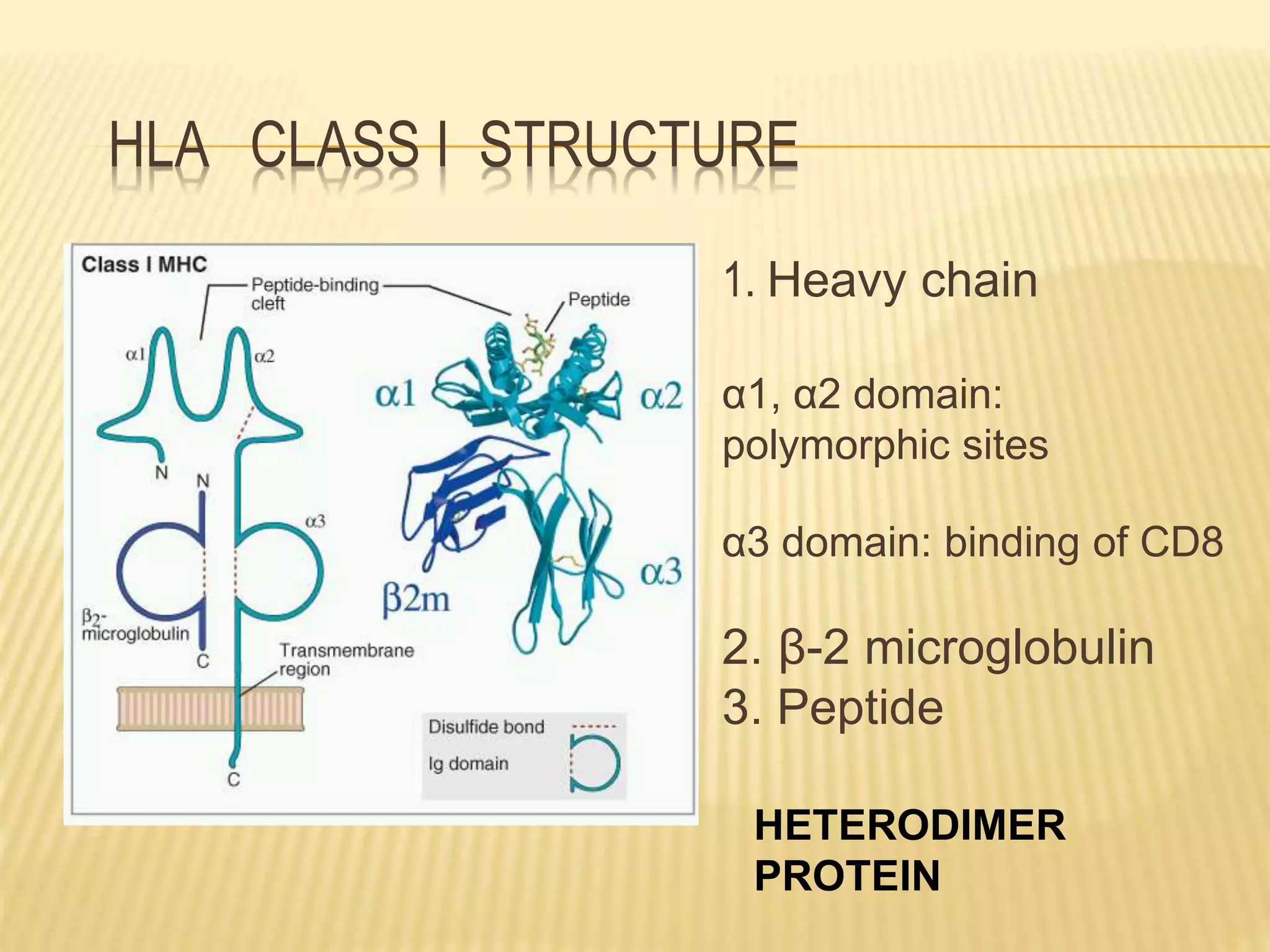 HLA CLASS I STRUCTURE 
1. Heavy chain 
α1, α2 domain: 
polymorphic sites 
α3 domain: binding of CD8 
2. β-2 microglobulin 
3. Peptide 
HETERODIMER 
PROTEIN 
 