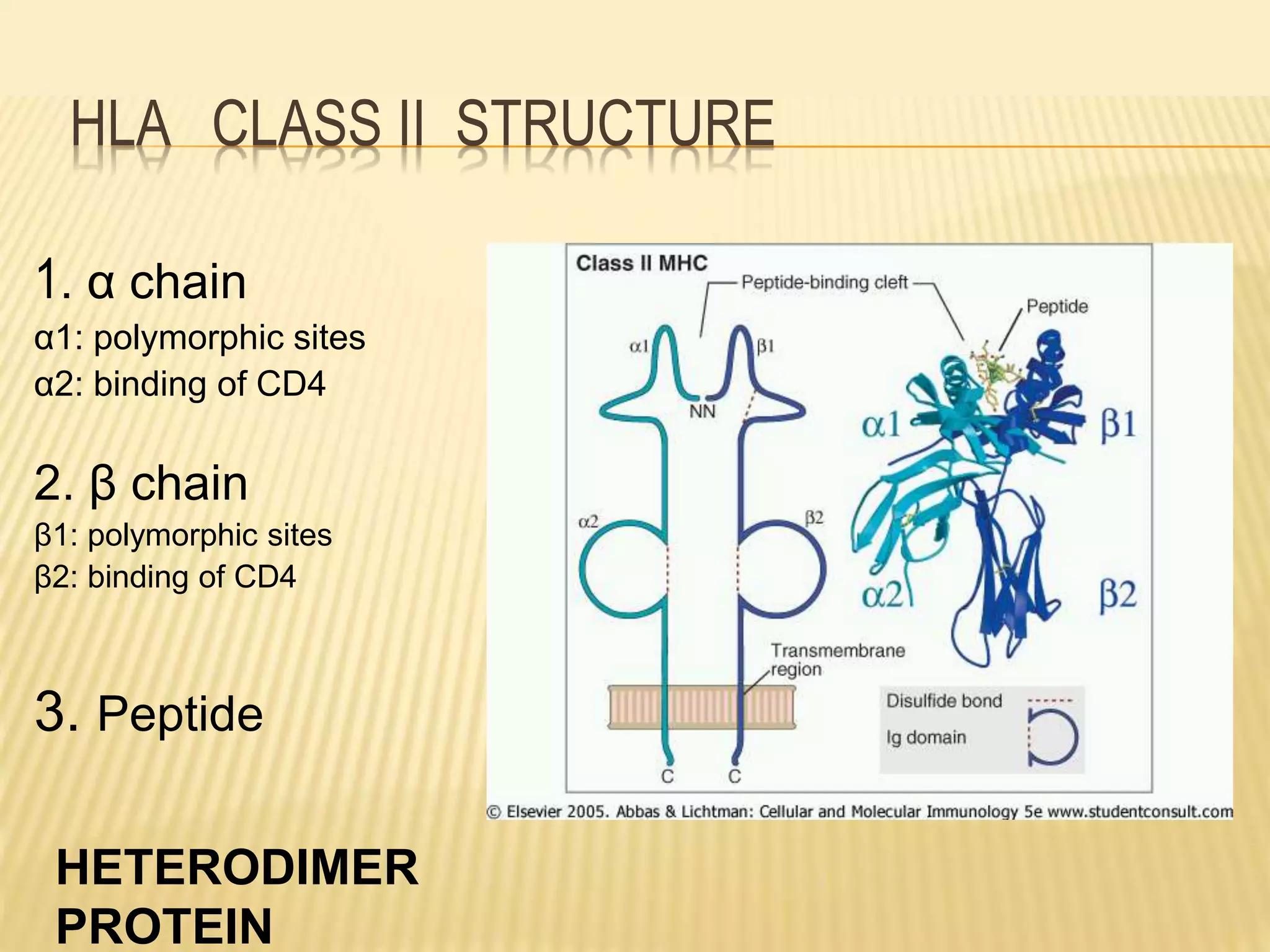 HLA CLASS II STRUCTURE 
1. α chain 
α1: polymorphic sites 
α2: binding of CD4 
2. β chain 
β1: polymorphic sites 
β2: binding of CD4 
3. Peptide 
HETERODIMER 
PROTEIN 
 