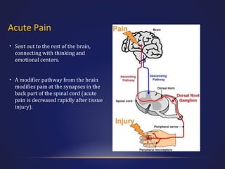 Acute Pain
• Sent out to the rest of the brain,
connecting with thinking and
emotional centers.
• A modifier pathway from the brain
modifies pain at the synapses in the
back part of the spinal cord (acute
pain is decreased rapidly after tissue
injury).

 