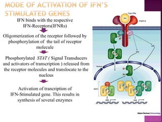 IFN binds with the respective
IFN-Receptors(IFNRs)
Oligomerization of the receptor followed by
phosphorylation of the tail of receptor
molecule
Phosphorylated STAT ( Signal Transducers
and activators of transcription ) released from
the receptor molecules and translocate to the
nucleus
Activation of trancription of
IFN-Stimulated gene. This results in
synthesis of several enzymes
 