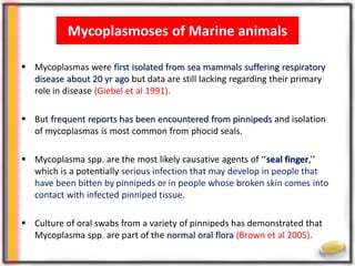 Wildlife Mycoplasmoses