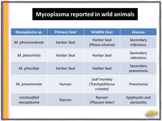 Wildlife Mycoplasmoses
