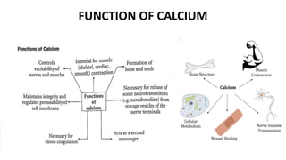 Calciphan Function Drug acting on Calcium Presentation .pptx
