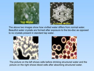 The above two images show how vivified water differs from normal water. Beautiful water crystals are formed after exposure to the bio-disc as opposed to no crystals present in standard tap water.  The picture on the left shows cells before drinking structured water and the picture on the right shows blood cells after absorbing structured water. 