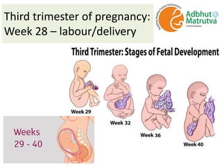 Third trimester of pregnancy:
Week 28 – labour/delivery
 