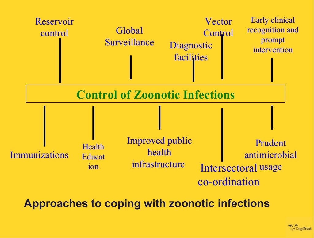 NDWC Chennai 2013 Prevention & Control of Zoonotic Disease Dr Shi…