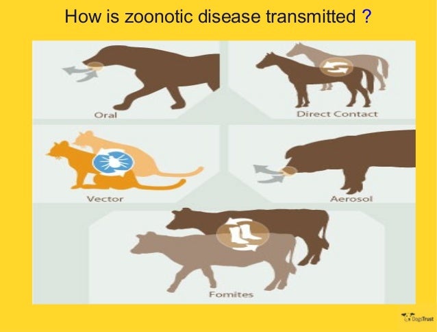 NDWC Chennai 2013 - Prevention & Control of Zoonotic Disease - Dr Shi…
