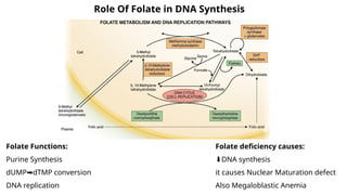 Comprehensive Overview of Anemia and Megaloblastic Anemia ...