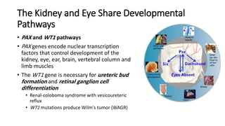 The Kidney and Eye Share Developmental
Pathways
• PAX and WT1 pathways
• PAX genes encode nuclear transcription
factors that control development of the
kidney, eye, ear, brain, vertebral column and
limb muscles
• The WT1 gene is necessary for ureteric bud
formation and retinal ganglion cell
differentiation
• Renal-coloboma syndrome with vesicoureteric
reflux
• WT1 mutations produce Wilm's tumor (WAGR)
 