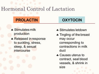 Hormonal Control of Lactation
PROLACTIN
 Stimulates milk
production
 Released in response
to suckling, stress,
sleep, & sexual
intercourse
OXYTOCIN
 Stimulates letdown
 Tingling of the breast
may occur
corresponding to
contractions in milk
duct
 Causes uterus to
contract, seal blood
vessels, & shrink in
size
 